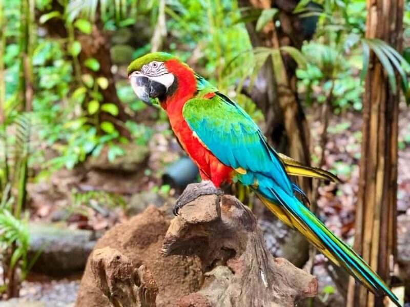 Phuket:ATV Adventure & Bird Park in Forest View Big Buddha - Final Thoughts