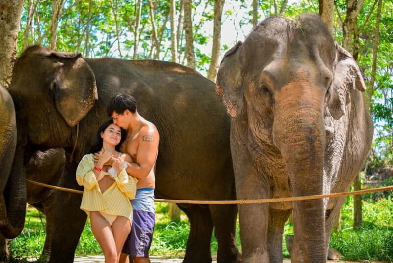 Phuket:Beach walk with elephants, rain & care. 2.5 hours - The Cost and Value Comparison