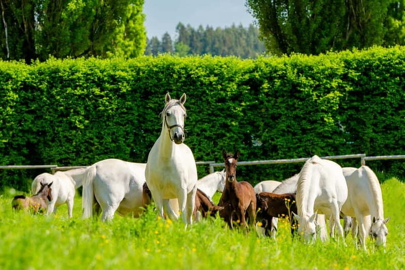 Piber: Lipizzan Stud Guided Tour - A Complete Look at the Piber Lipizzan Stud Experience