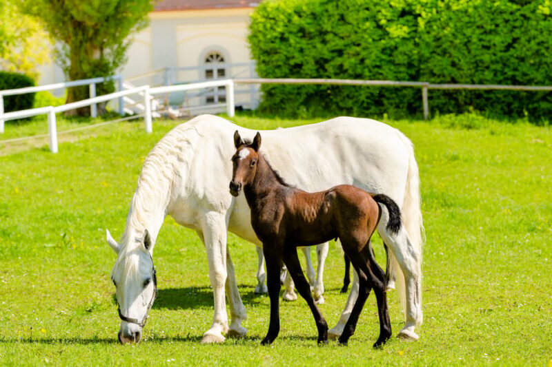 Piber: Lipizzan Stud Guided Tour - Museum and Cultural Insights