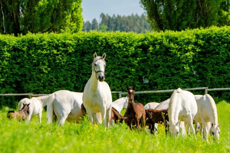 Piber: Lipizzan Stud Guided Tour - Is This Tour Right for You?