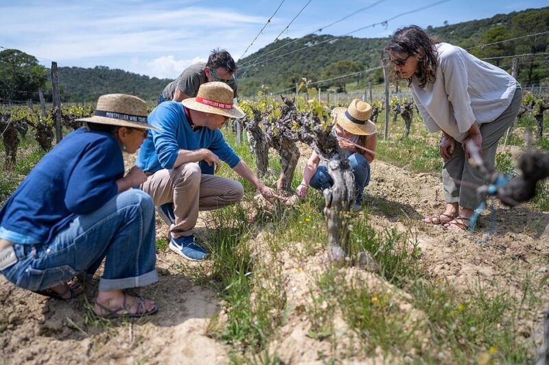 pic-saint-loup-full-day-wine-and-olive-tour