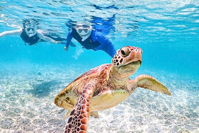 Pick-up OK1~70old99% Snorkelingsea turtles, fish and coral - Final Thoughts