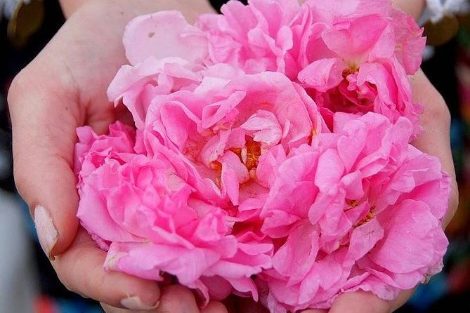 picking-roses-workshop-extracting-rose-oil-in-the-rose-valley