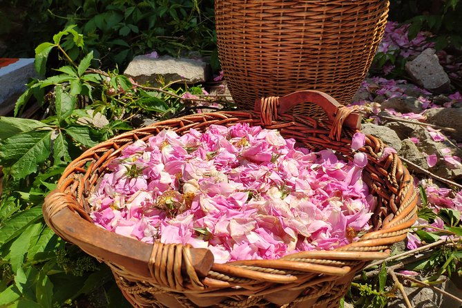 picking-roses-workshop-extracting-rose-oil-in-the-rose-valley