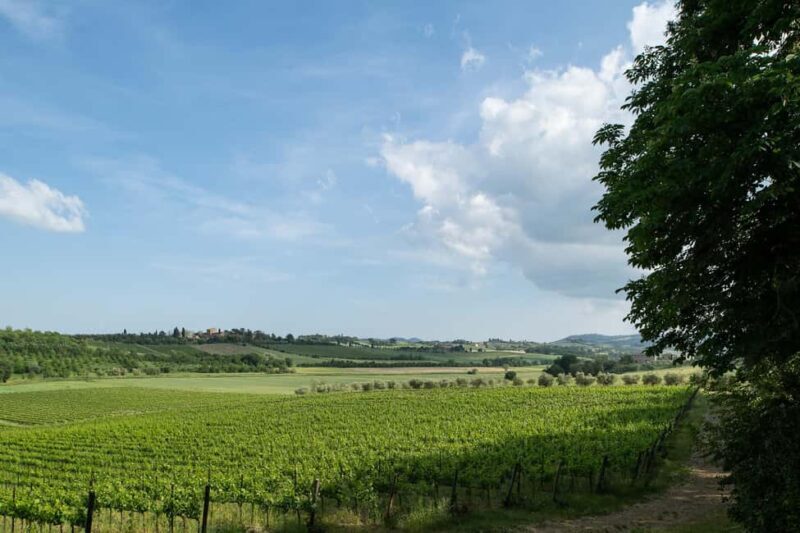PICNIC on the estate - wine and vineyards - The Guided Tour: A Deep Dive into Tuscan Winemaking