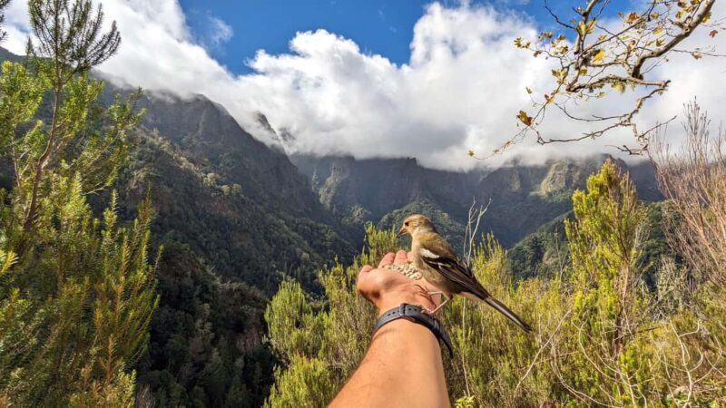 Pico do Arieiro in 4h: Immersive Private Jeep Experience - Key Points