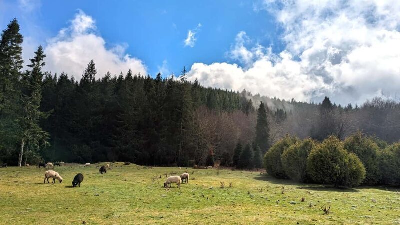 Pico do Arieiro in 4h: Immersive Private Jeep Experience - Who Will Love This Tour?