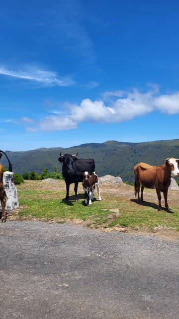 pico-do-arieiro-santana-more-full-day-madeira-east-tour