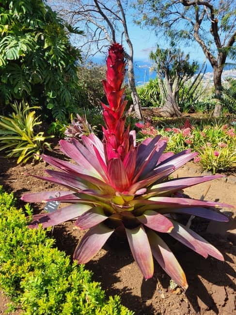 Pico do Arieiro, Santana & more  Full Day Tour With PickUp - Practical Tips and Considerations