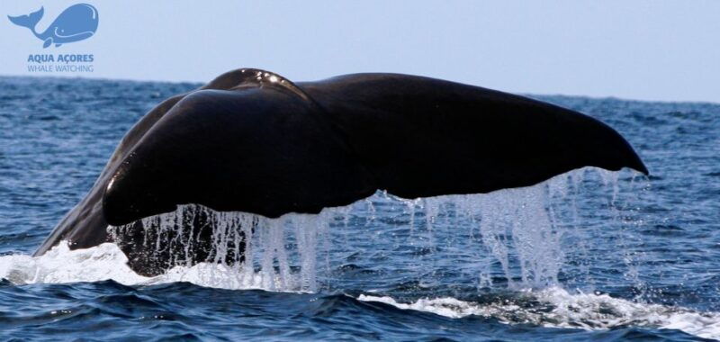 pico-island-azores-whale-dolphin-watching-on-zodiac-boat