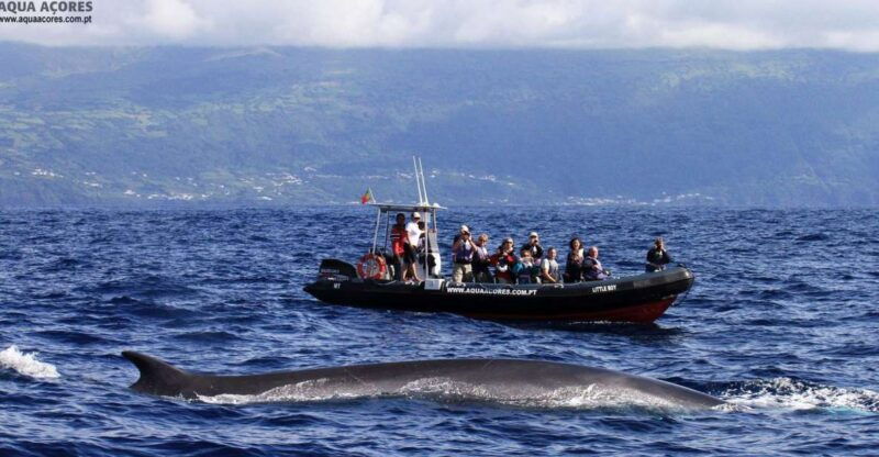 pico-island-azores-whale-dolphin-watching-on-zodiac-boat