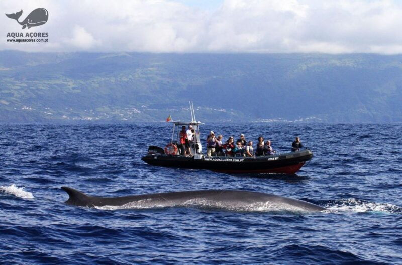 pico-island-azores-whale-dolphin-watching-on-zodiac-boat
