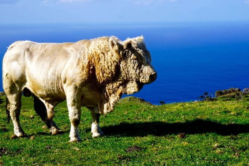 Pico island: highlights, wine tasting and local gastronomy - Final Thoughts