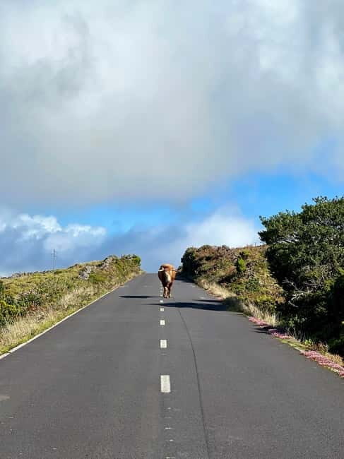 Pico Island: Lagoons and Mysterious Lava Tunnels Guided Tour - Why Choose This Tour?