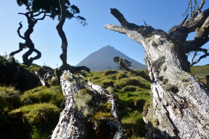 Pico Island: Lagoons and Mysterious Lava Tunnels Guided Tour - Frequently Asked Questions