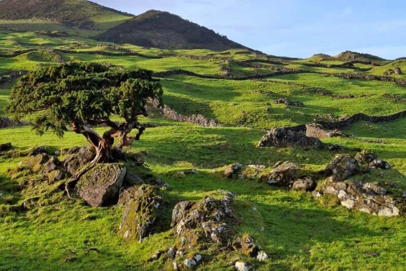 Pico Island: Private Highlights Tour - Exploring Pico’s Natural Wonders