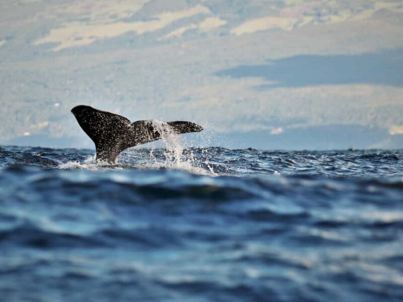 Pico Island: Whale Watching Experience from Lajes do Pico - Introduction: What Makes This Tour Stand Out