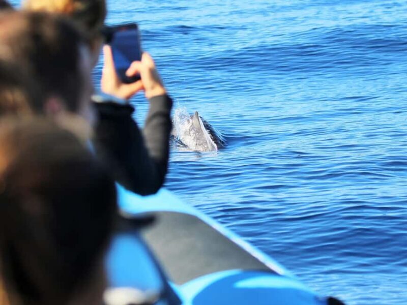 Pico Island: Whale Watching Experience from Lajes do Pico - Key Points