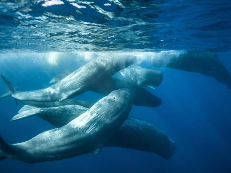 Pico Island: Whale Watching Experience from Lajes do Pico - The Sum Up
