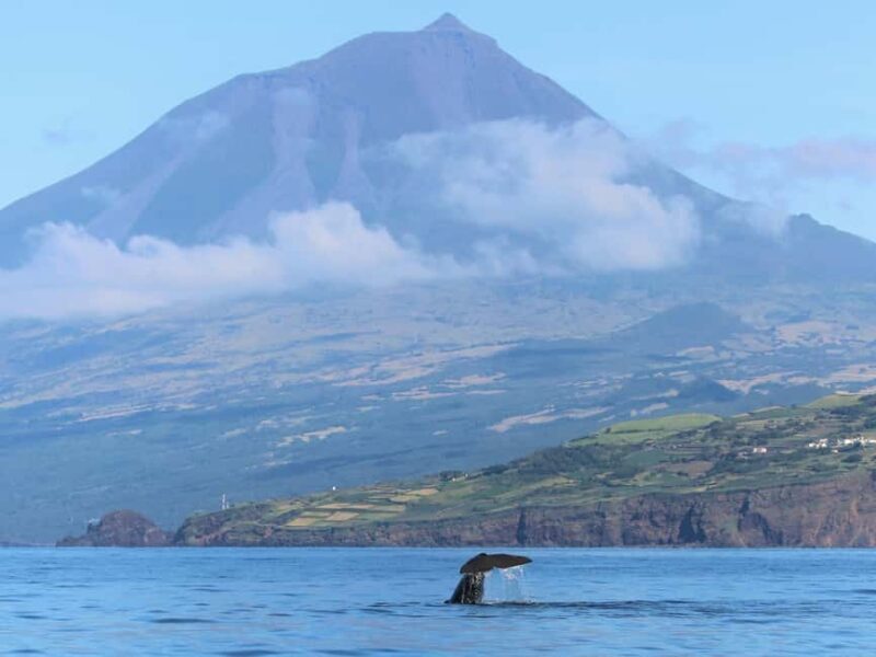 Pico Island: Whale Watching Experience from Lajes do Pico - FAQ