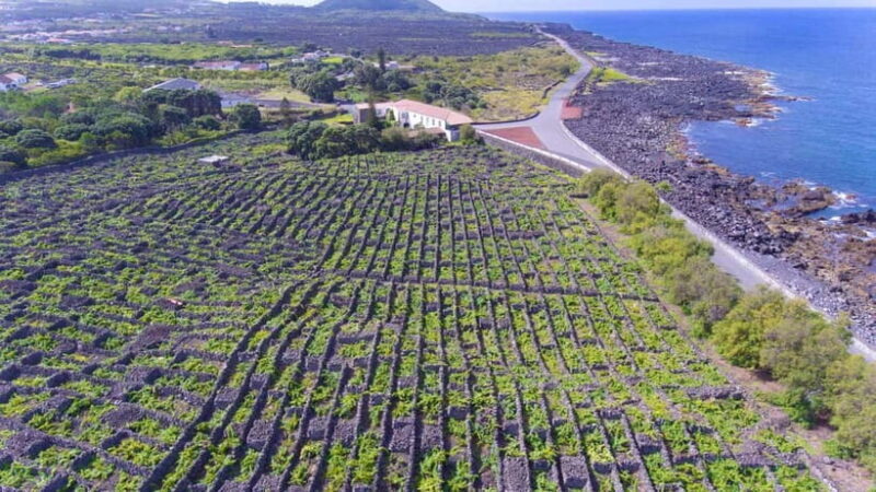 Pico Island: Wine and Vineyards Tour with Tasting - Exploring Pico’s Unique Vineyard Landscape