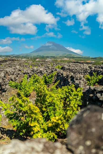 Pico Island: Wine and Vineyards Tour with Tasting - The Historical and Cultural Significance of Adegas