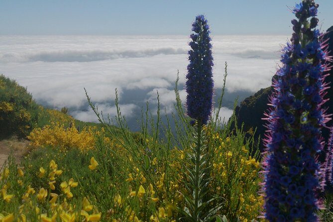 Pico Ruivo-Achadas do Teixeira-Pico Ruivo - Pico pedras/Queimadas - What Reviewers Love About This Tour
