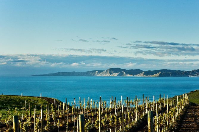 Picton Cruise Ship Shore Excursion Marlborough Wine Tour - A Closer Look at the Marlborough Wine Tour