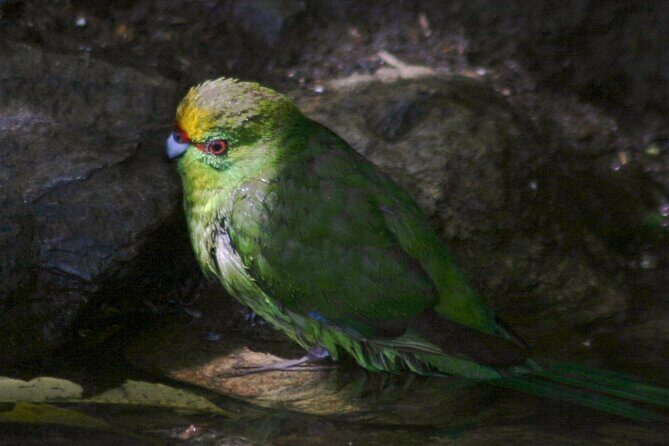 Picton Shore Excursion Kaipupu Sanctuary Water Taxi - Why This Tour Fits Different Travelers