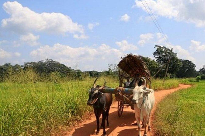 Pidurangala & Hiriwaduna Village Tour from Kandy - Final Thoughts