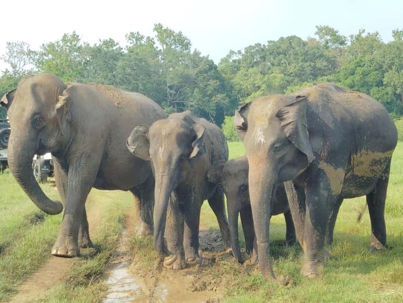 Pidurangala Rock Hike & Hurulu Eco Park Elephant Safari - Key Points