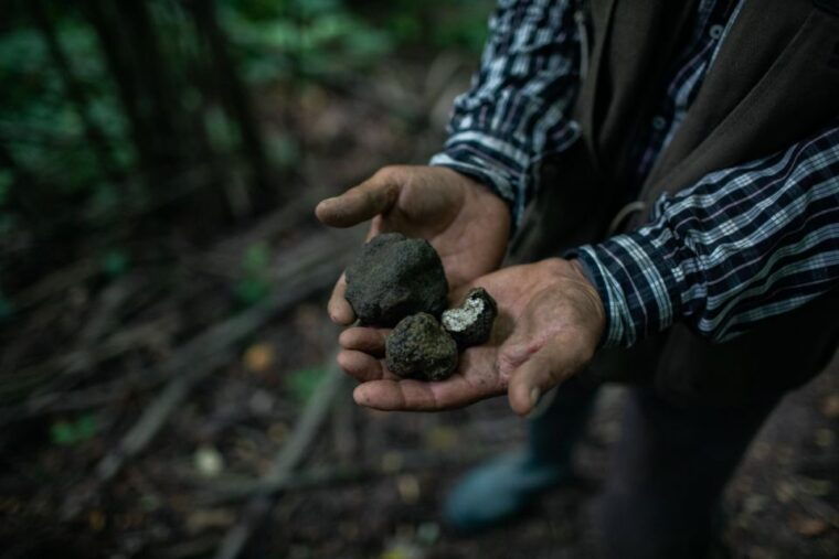 piedmont-private-truffle-hunting-tour-with-truffle-tasting