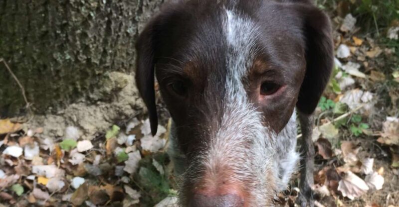 Piedmont: Truffle Hunting - Piedmont: Truffle Hunting – A Real Taste of Italy’s Hidden Gems