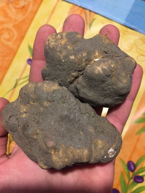 Piedmont: Truffle Hunting - Group Size and Guide Quality