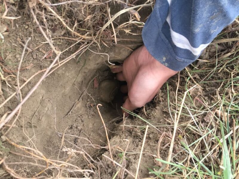 Piedmont: Truffle Hunting - Who Will Love This Tour?