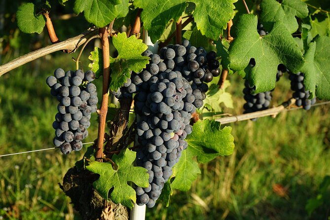piemonte-vineyards-by-yourself-from-turin-business-car-with-english-chauffeur