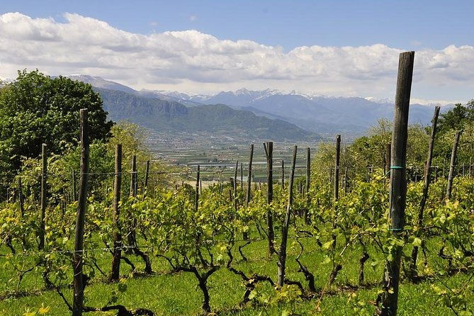 piemonte-vineyards-by-yourself-from-turin-by-luxury-van-with-english-chauffeur