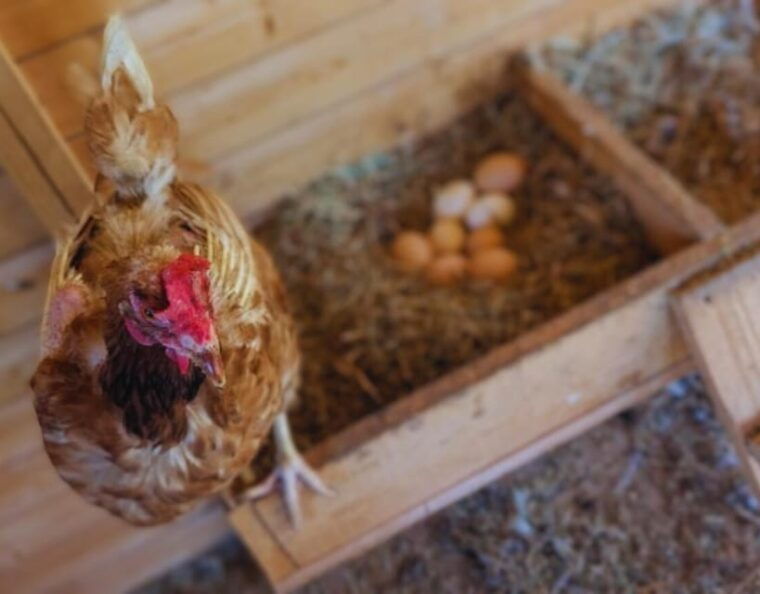 pienza-sheep-and-chickens-tour-w-gourmet-lunch-at-farmhouse