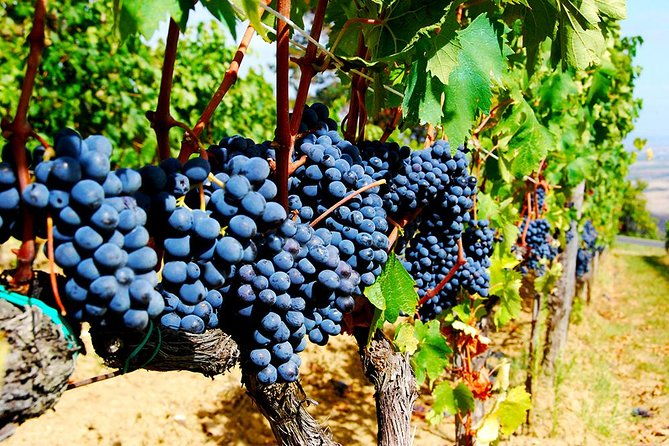 pienza-val-dorcia-montalcino-wine-and-pecorino-cheese-private-tour-from-siena
