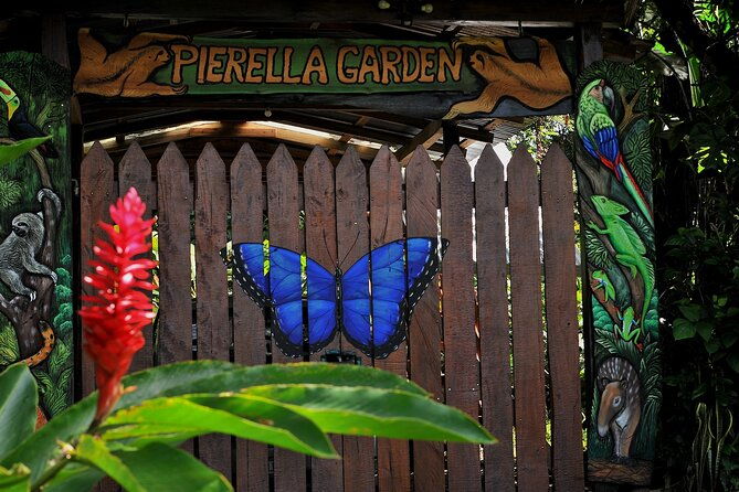 pierrela-rain-forest