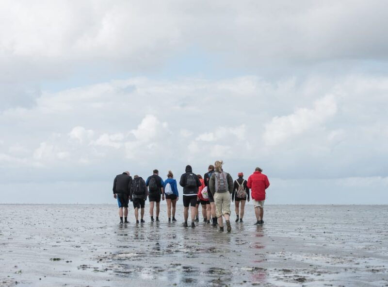 pieterburen-wadden-sea-mudflats-guided-walking-tour