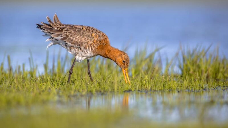 pieterburen-wadden-sea-mudflats-guided-walking-tour