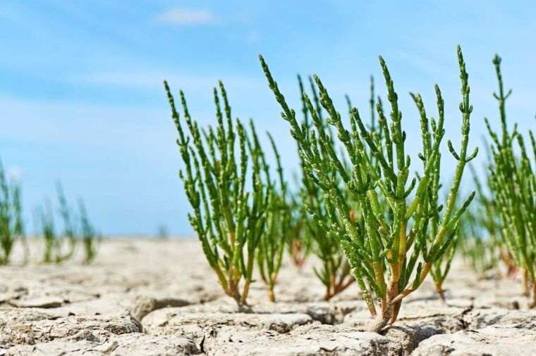 pieterburen-wadden-sea-mudflats-guided-walking-tour