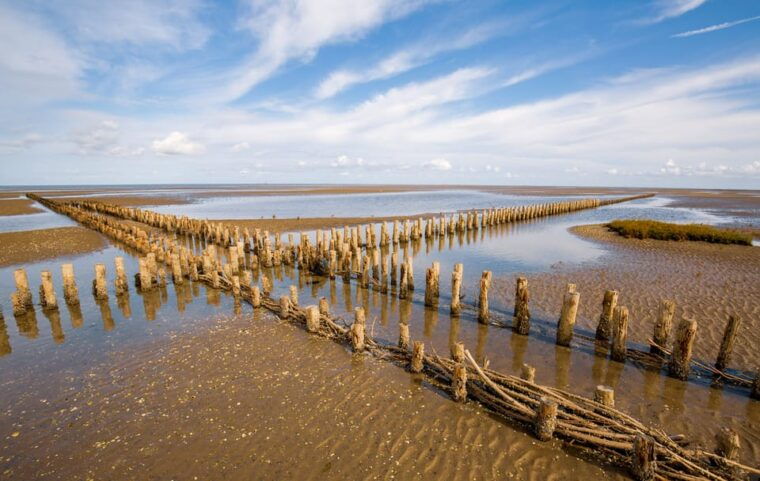 pieterburen-wadden-sea-mudflats-guided-walking-tour