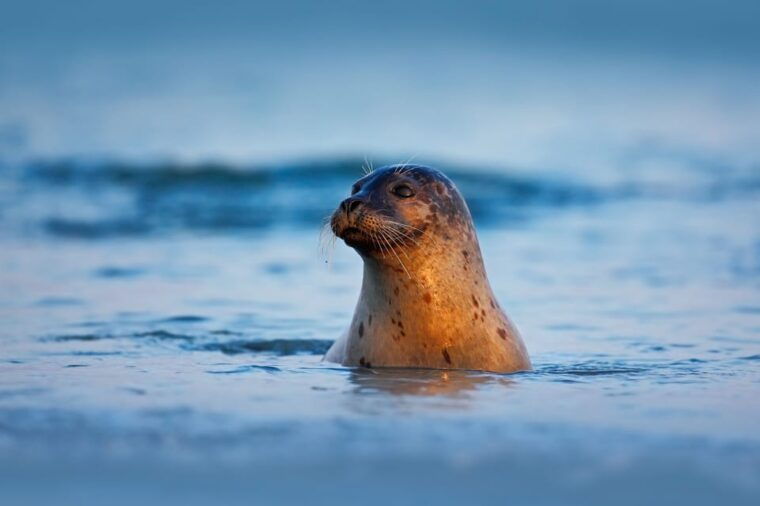 pieterburen-wadden-sea-mudflats-guided-walking-tour