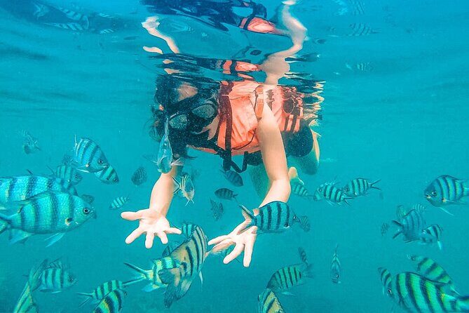 Pig Island (Koh Mudsum) and Koh Tan Tour with Meal from Koh Samui - Areas for Consideration