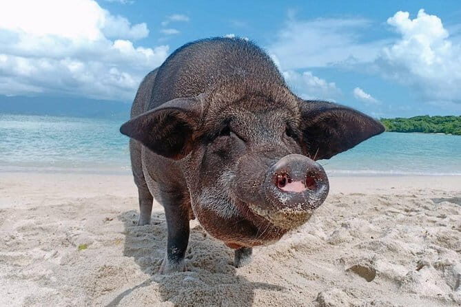 Pig Island & Koh Tan Tour by Speed Boat (Snorkeling & Kayaking) - Key Points