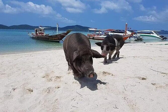 Pig Island ,Snorkeling, Private Long Tail Boat (Local Thai Experience) - Who Is This Tour Best For?