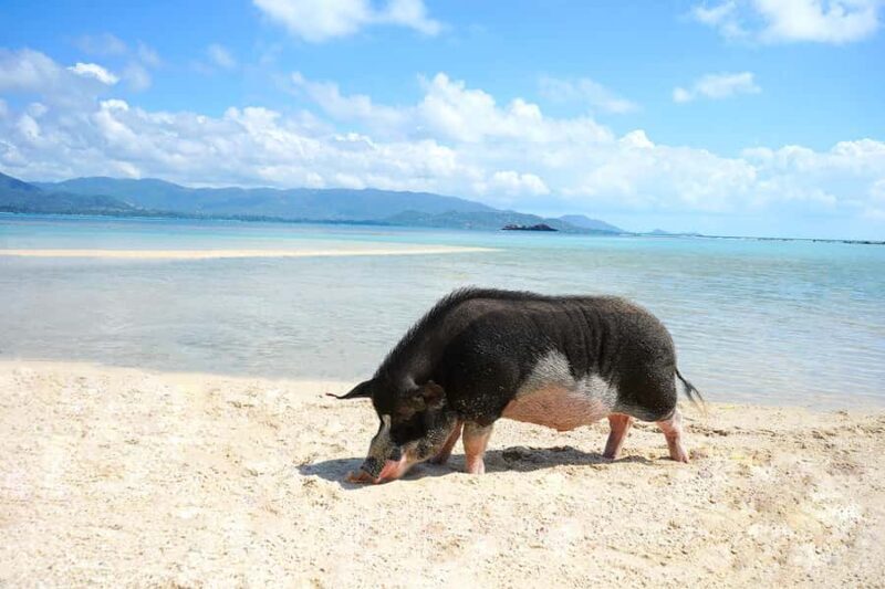 Pig Island(Koh Mudsum) and Koh Tan Half Day Snorkeling Tour - FAQ